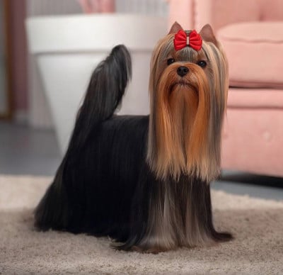 Étalon Yorkshire Terrier - CH. CH BROWNIE MC GHEE solar city