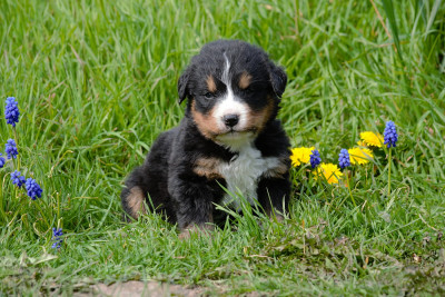 Étalon Bouvier Bernois - Brume d'espoir Du Monde De Naïa