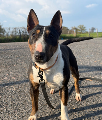 Étalon Bull Terrier Miniature - Vizaline du Paradis Des Mini Bulls