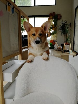 Étalon Welsh Corgi Pembroke - Velvet des Jardins de Becky