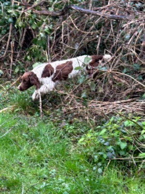 Étalon English Springer Spaniel - Atena des Etangs de Dame Blanche