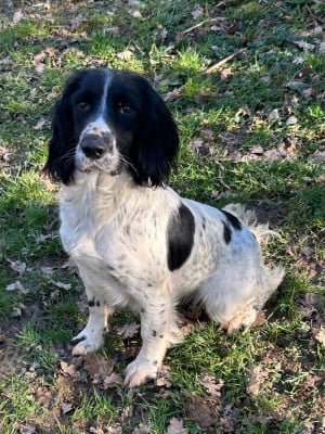 Étalon English Springer Spaniel - Astuce des Etangs de Dame Blanche