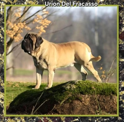 Urion Del Fracasso Titre Initial