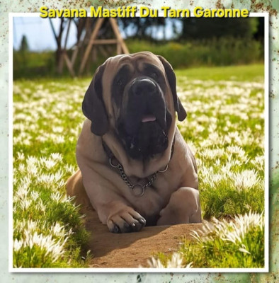 CH. Savana Mastiff Du Tarn Garonne