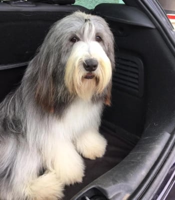 Étalon Bearded Collie - Une de Chester