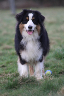 NEBESHIY ABJANS ODDI