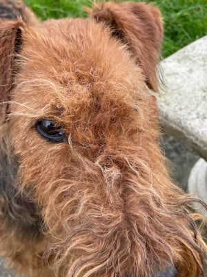 Étalon Airedale Terrier - Ultime des Lauriers du Patis