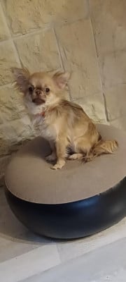 Vaïana (Sans Affixe)