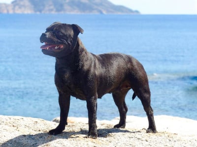 Étalon Staffordshire Bull Terrier - Atomik Mamba Tokyo