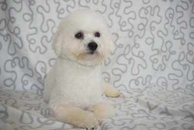 Étalon Bichon Frise - VIP Du Royaume Des Quatre Pattes