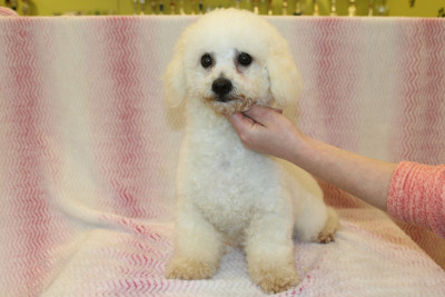 Étalon Bichon Frise - Upsie Du Royaume Des Quatre Pattes