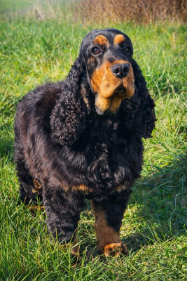 Étalon Cocker Spaniel Anglais - Toffee Du Royaume Des Quatre Pattes