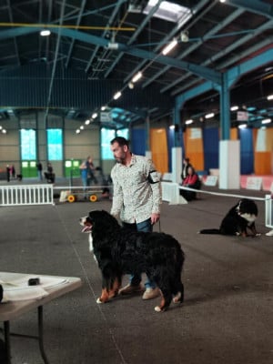 Étalon Bouvier Bernois - Vermont Des Empreintes D'Ubo