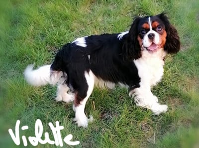 VIOLETTE D'Ez Mortes Terres