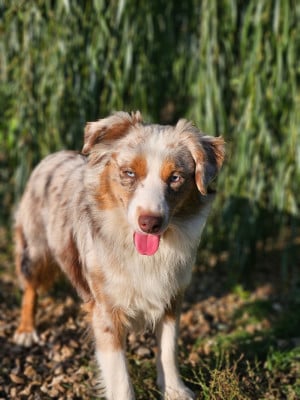 Étalon Berger Américain Miniature - Vecchio de l'Angelarde