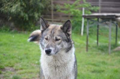 Étalon Siberian Husky - R'go Of Cheyenne's Spirit