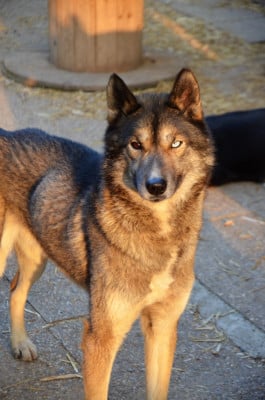 Étalon Siberian Husky - Pitch de la contrée du sud