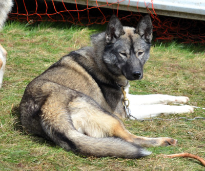 Étalon Siberian Husky - Utah dite Tala Des Aragnouets