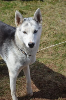 Étalon Siberian Husky - U'Yukon of iberian sled dog spirit