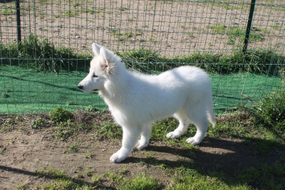 Étalon Berger Blanc Suisse - AUSTRALE du plateau ardennais