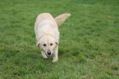 Étalon English Springer Spaniel - tequila Brush Master