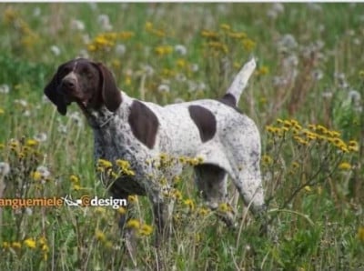 Étalon Braque allemand à poil court - POLA (Sans Affixe)