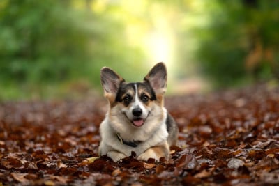 Étalon Welsh Corgi Pembroke - Aenor's U are my early morning