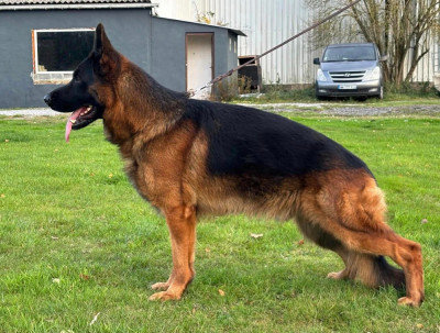 Étalon Berger Allemand - Quartz di casa massarelli