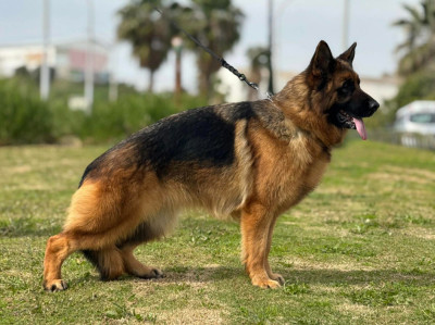 Étalon Berger Allemand - Wikie du Parc a Mitrailles