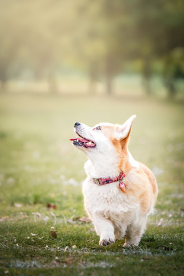 Étalon Welsh Corgi Pembroke - Aenor's Rasta la vista