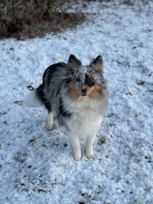 Étalon Shetland Sheepdog - Astrale All Blue Moon