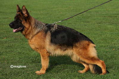 Étalon Berger Allemand - Xurmita du Parc a Mitrailles