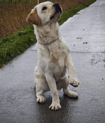 Étalon Labrador Retriever - Ulane Du Royaume De Lecki
