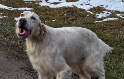 Étalon Setter Anglais - SIM Des Remous Du Verdon