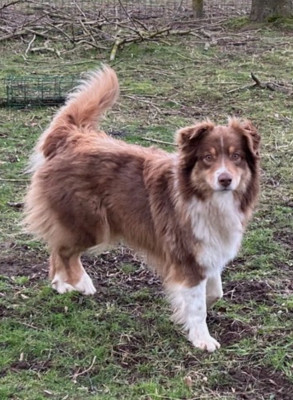 Étalon Border Collie - TARA DE L'EMPIRE DES PETITS OURS (Sans Affixe)