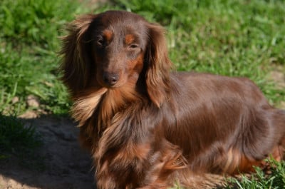 Étalon Teckel poil long - aglaë (alizée) des pierres de jade