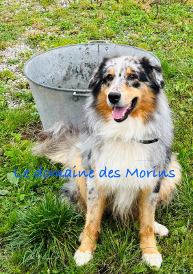 Étalon Berger Australien - (Sans Affixe) SYBORG BLUE DIT SHELBY