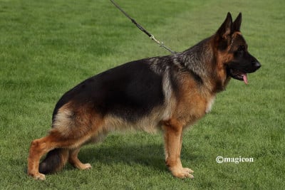 Étalon Berger Allemand - Fito de caviclum