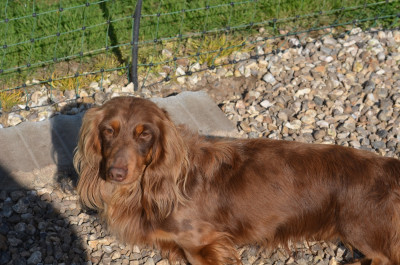 Étalon Teckel poil long - Domino Littl Fut