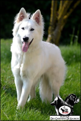 Étalon Berger Blanc Suisse - Asmodée Des Gardiens De Sauron