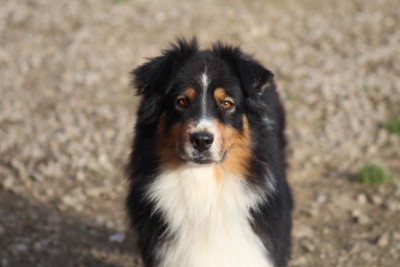 Étalon Berger Australien - marbleshore Louisiana - Loona