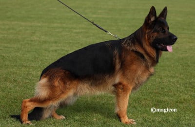 Balzac vom holtkamper hof