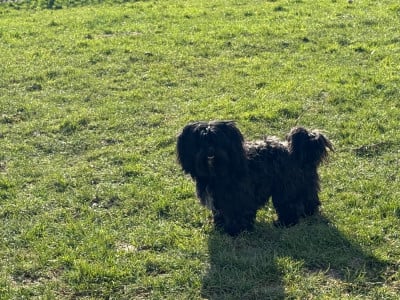 Tracy Des Terres De L'Avesnois