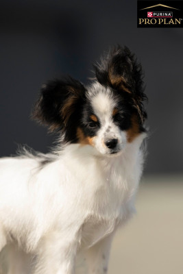 Étalon Epagneul nain Continental (Papillon) - Aurore Boréale dite MIRA des Hautes Pertuades