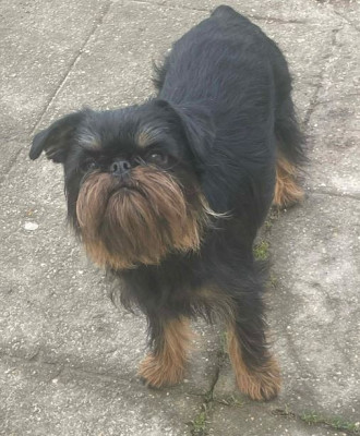 Étalon Griffon belge - Valkyrie Des Brabs De Philie