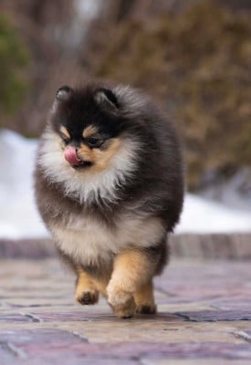 Étalon Spitz allemand - intrigue anna iz zolotogo sunduchka