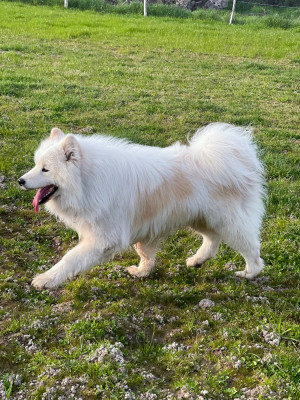 Étalon Samoyède - Tolkien Of Dark Eternal Snow