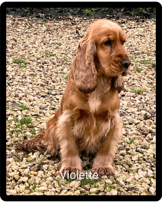 Étalon Cocker Spaniel Anglais - Violette du domaine de Std Gladyce