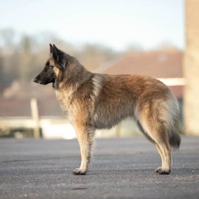 Étalon Berger Belge - Tizia De La Carrière Du Dragon