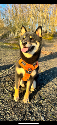 Étalon Shiba - Ulko dog’n'tattoo